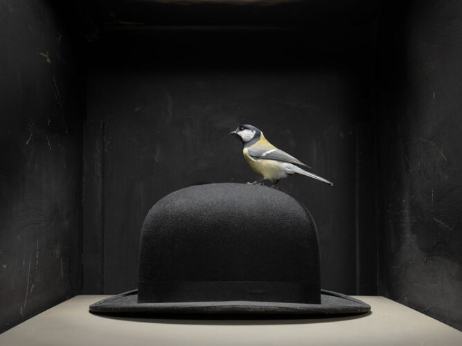 Stoïcijnse vogel