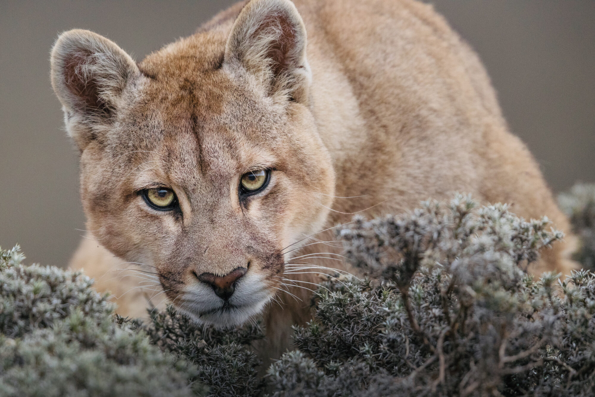 Puma IV, 2017