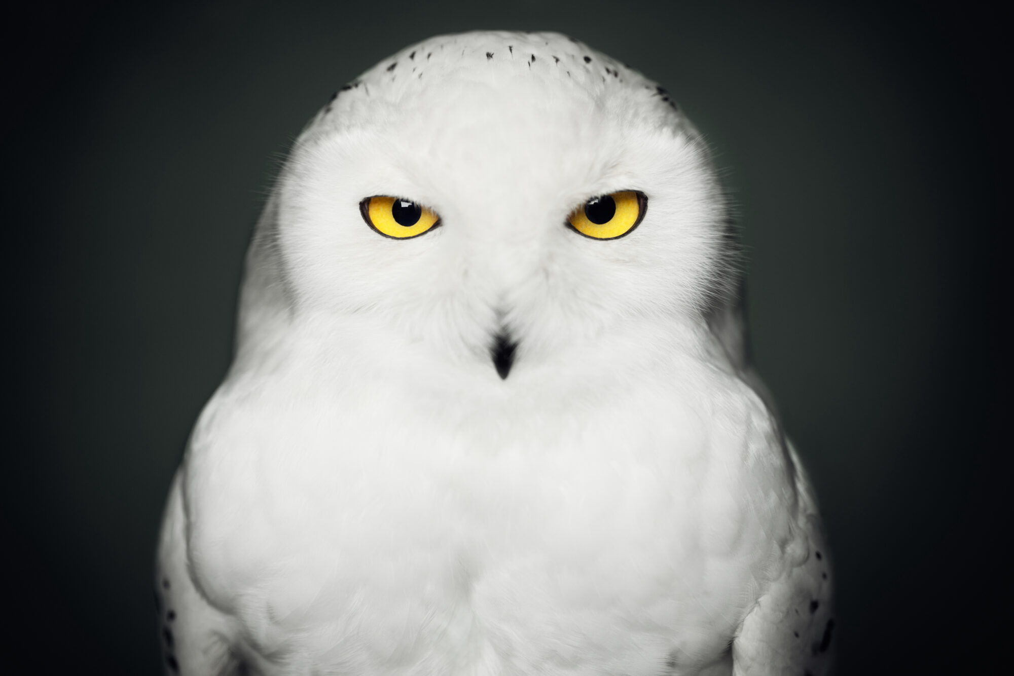 Snowy Owl