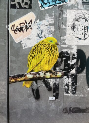 Ptilinopus Luteovirens, Grünersgate, Oslo