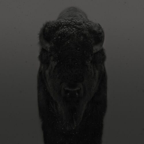 American Bison #2 (Bull), American West 2025