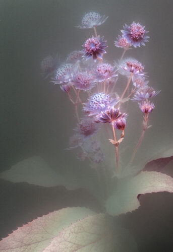 Florilegium 08, 2018 