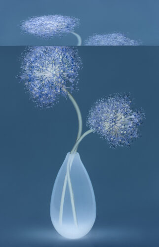 Mirages Series - Allium, 2024
