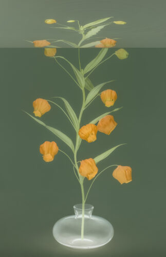 Mirages Series - Sandersonia, 2024