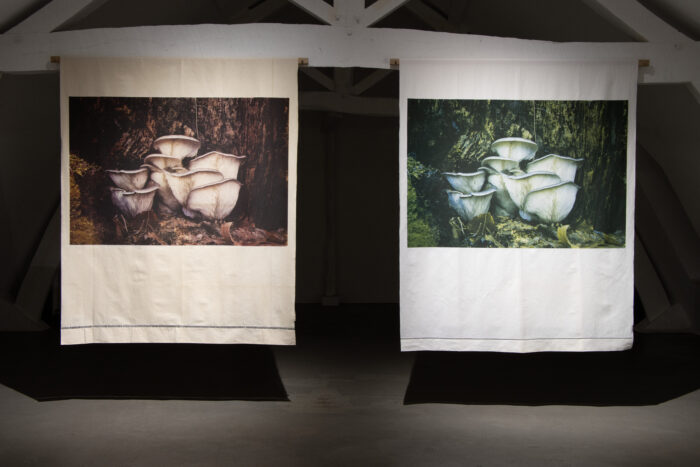 A Hymn to Kingdom Natura