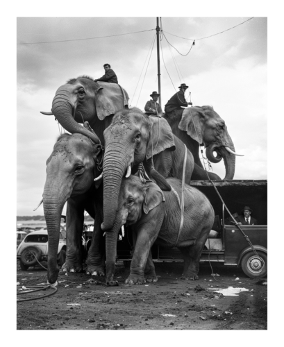 Circus #2